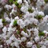 Zuzu Flowering Cherry - Image 2